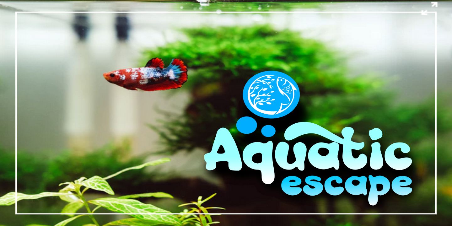 Aquaboy